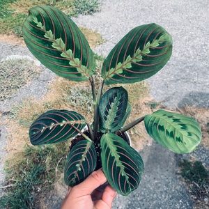 Maranta plant